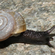 The Mohave shoulderband snail. Image: Lance Gilbertson/Center for Biological Diversity